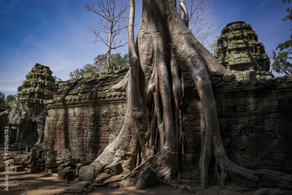 Tree roots growing on Angkor Thom stone wall ruins in Cambodia Siem Reap horizontal