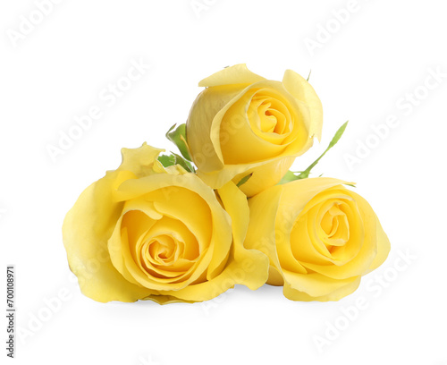 Beautiful fresh yellow roses isolated on white