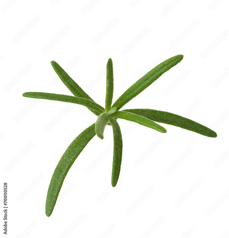 Rosemary twig isolated on white background. Top view Rosemary twig isolated on white background. Top view