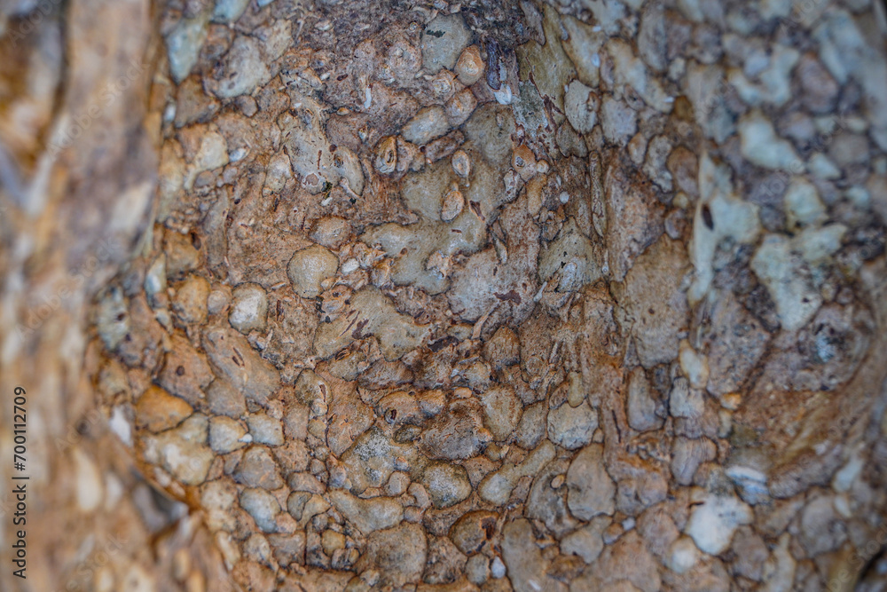 Structured surface of asian tree bark in Angkor Wat Cambodia for pattern background 1 Structured surface of asian tree bark in Angkor Wat Cambodia for pattern background 1