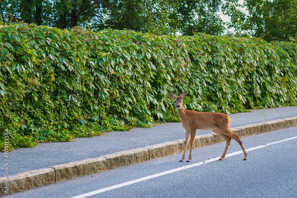 Deers crossing the street (Norway)