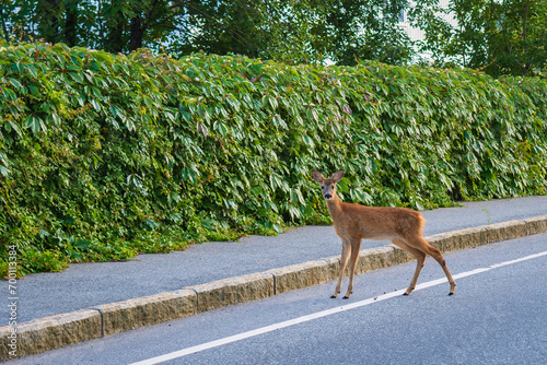 Obraz na płótnie Deers crossing the street (Norway) w salonie