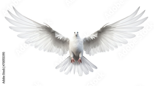 a white bird with wings spread photo