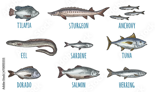 Whole fresh different types fish. Vector engraving vintage