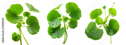close up centella asiatica leaves with rain drop isolated on white background