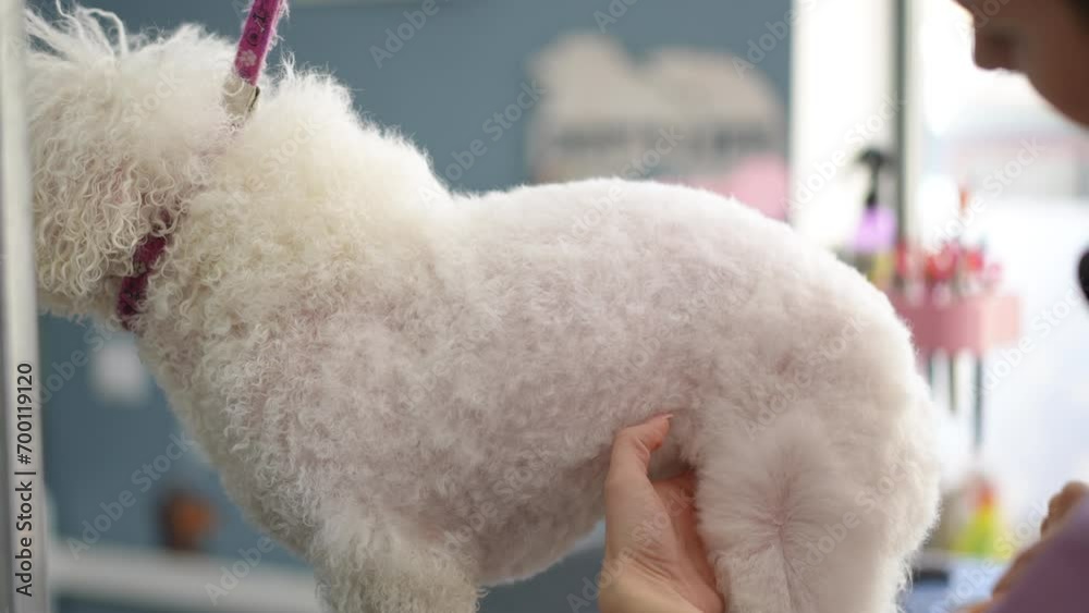 A female groomer combs and at the same time blow-dries the paw of a white Bichon Frise dog, which stands on a grooming table in a modern grooming salon. Close-up. A female groomer combs and at the same time blow-dries the paw of a white Bichon Frise dog, which stands on a grooming table in a modern grooming salon. Close-up.