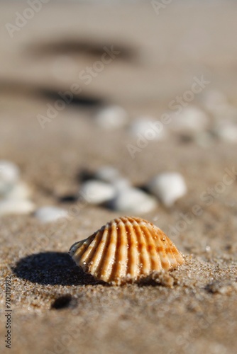 Conchas en la arena de la playa © Alejandra