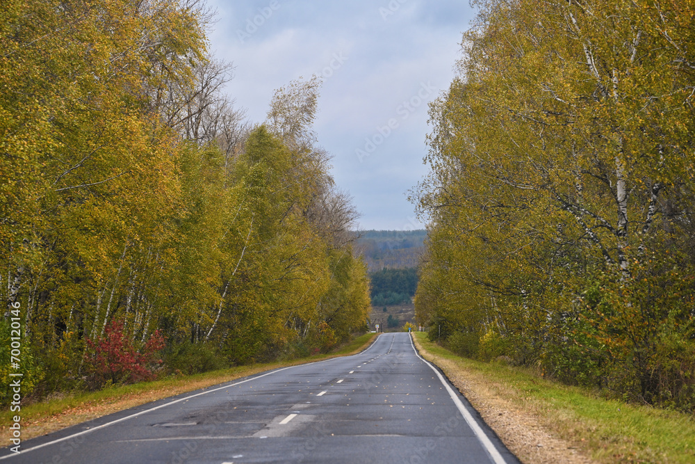 Autumn highway road through a birch grove