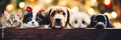 A cats and a dogs peeking out from behind a wooden board. Cute puppies and kittens with a defocused Christmas background, cozy atmosphere. Christmas promotional banner for pet shop or vet clinic.