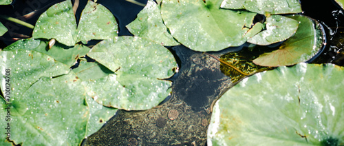 Close up view of water lily flower in daytime concept photo. Garden pond filled with aquatic plants photography.