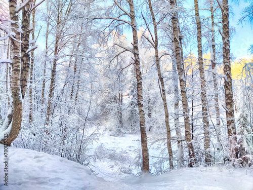 Beautiful forest and park with birch trees covered with snow on a winter day with blue sky. Natural landscape in cold nice weather