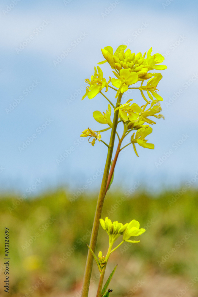 Obraz premium 春のおとづれを告げる菜の花