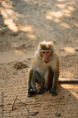 Gray langurs of Sri Lanka in Wilpattu National Park 