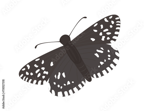 Grizzled Skipper butterfly flying. Hand drawn exotic butterfly with beautiful wings isolated. Tropical moth in detailed style. Gorgeous exotic pretty insect top view. Colored flat vector illustration photo