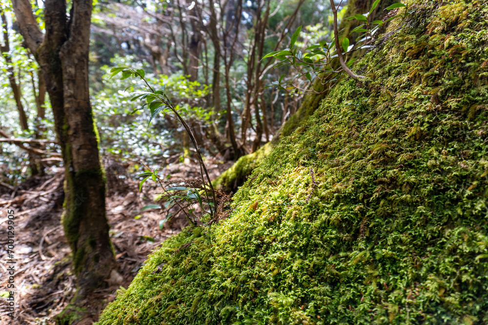 Trail from Takatsuka Hut to Shiratani Unsui Gorge on Yakushima Island
Trail from Takatsuka Hut to Shiratani Unsui Gorge on Yakushima Island
