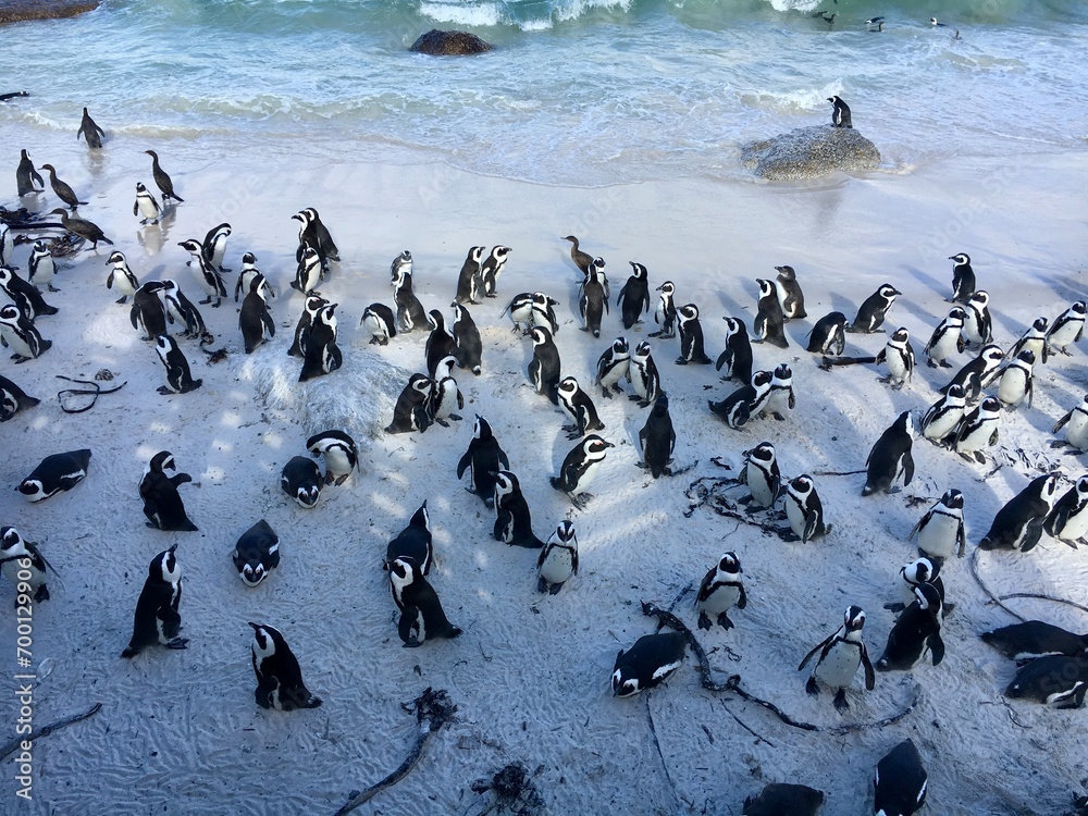 Fototapeta premium penguin, south africa, beach