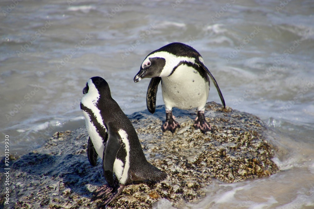 Obraz premium penguin, south africa, beach