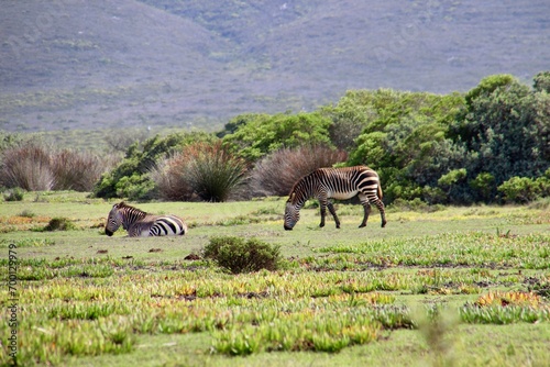 zebra  south africa  