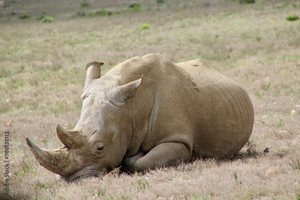 Fototapeta premium rhino south africa