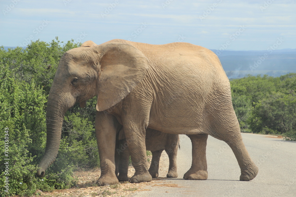 Fototapeta premium elephant, south africa