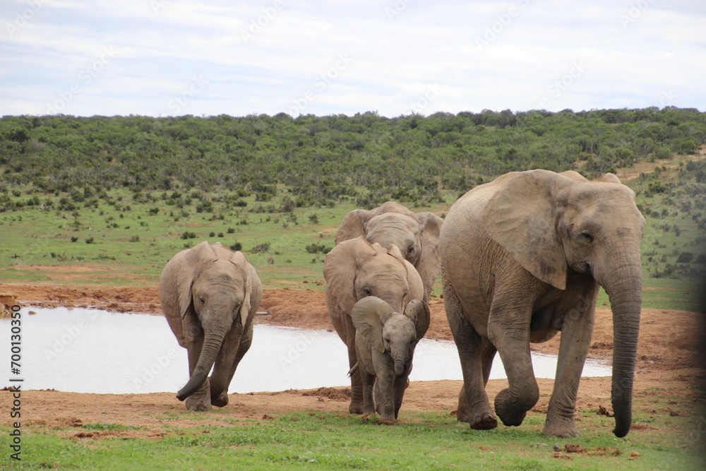 elephant, south africa