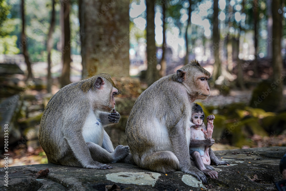 Two monkey mothers feeding baby monkey infant in Angkor Wat Asia Two monkey mothers feeding baby monkey infant in Angkor Wat Asia