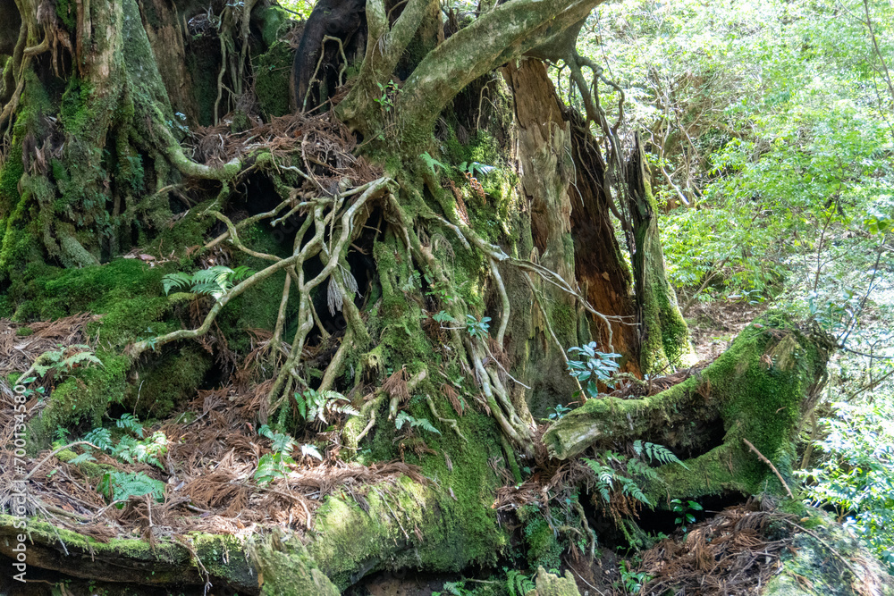 Trail from Takatsuka Hut to Shiratani Unsui Gorge on Yakushima Island
Trail from Takatsuka Hut to Shiratani Unsui Gorge on Yakushima Island