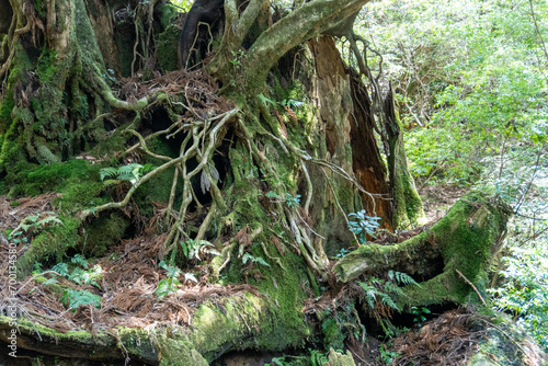 Trail from Takatsuka Hut to Shiratani Unsui Gorge on Yakushima Island 