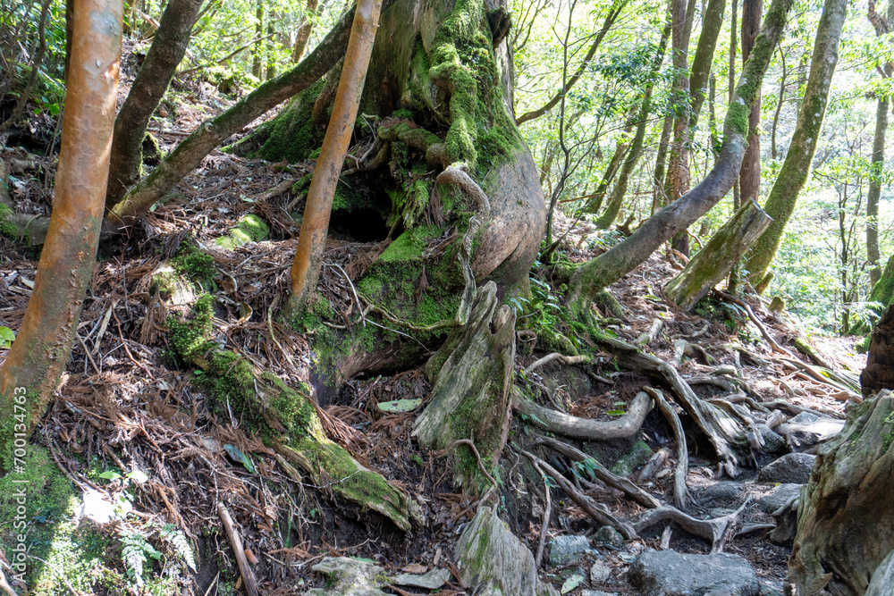 Trail from Takatsuka Hut to Shiratani Unsui Gorge on Yakushima Island
Trail from Takatsuka Hut to Shiratani Unsui Gorge on Yakushima Island
