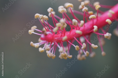 Macro image of the shoot of a flower that grows a lot in Asia and becomes an ornamental plant