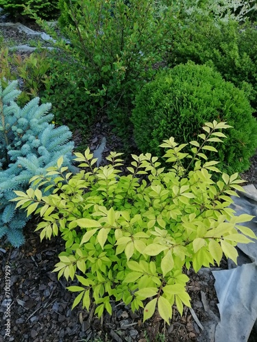 Euonymus alatus Compactus,  spruce Super blue Sidling and thuja Danica on mulched bed with conifers on a summer day in the garden. Floral wallpaper. photo