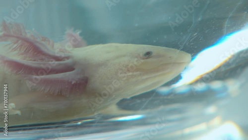 Adorable axolotl searching for food and smiles at the camera photo
