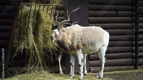 Video of Addax in zoo photo