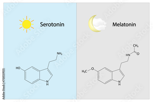 Pineal gland hormones. Serotonin and melatonin. Circadian rhythm regulation. Endocrine system. Vector illustration. Medical poster.