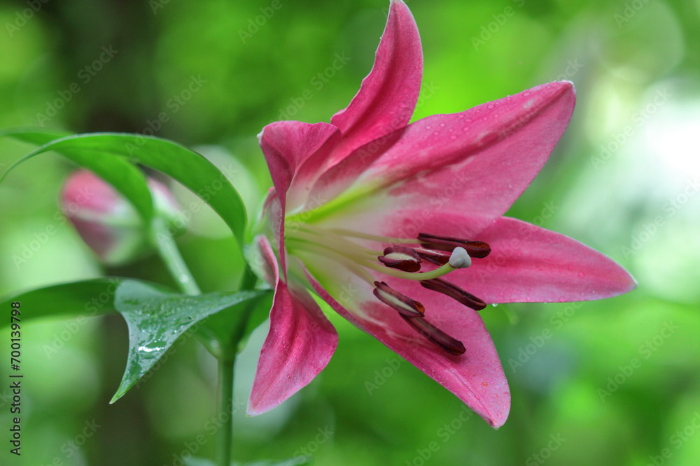 純潔を象徴する花