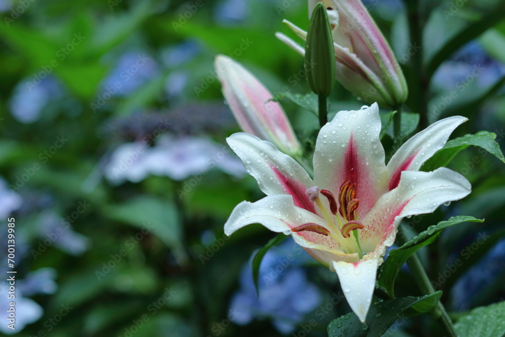 Fototapeta premium 純潔を象徴する花