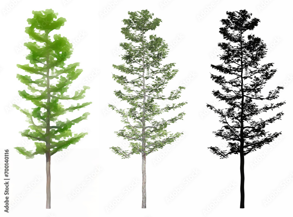 Set or collection of Mountain Maple trees, painted, natural and as a black silhouette on white background. Concept or conceptual 3d illustration for nature, ecology and conservation, strength, beauty Set or collection of Mountain Maple trees, painted, natural and as a black silhouette on white background. Concept or conceptual 3d illustration for nature, ecology and conservation, strength, beauty