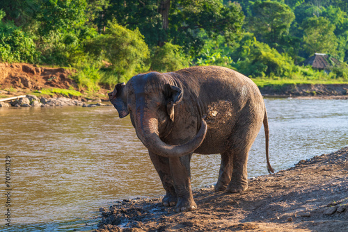 A baby Asian elephant playing mud by river.