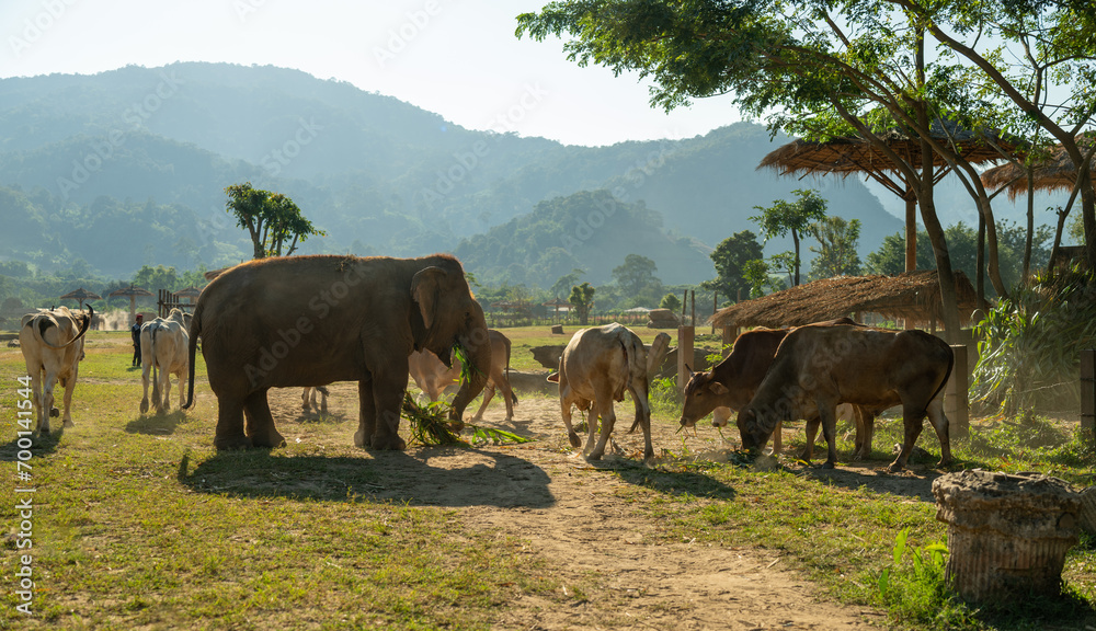 An Asian elephant and herds of cattle
