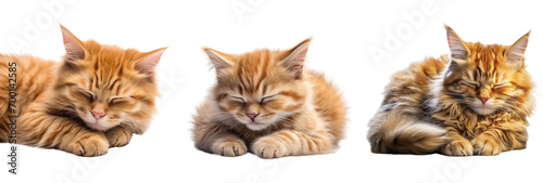 Collection of cat sleeping isolated on white background