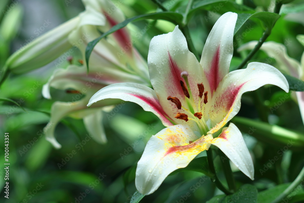 Obraz premium 純潔を象徴する花