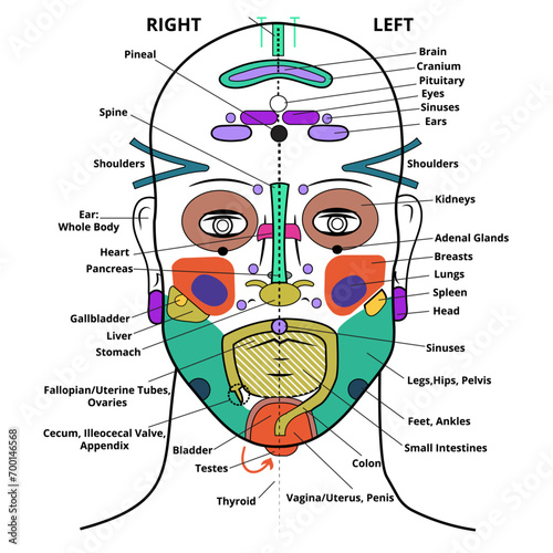 Face reflexology chart, face map, face mapping 
