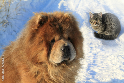 Dog and cat sit on a snow  on winter walk