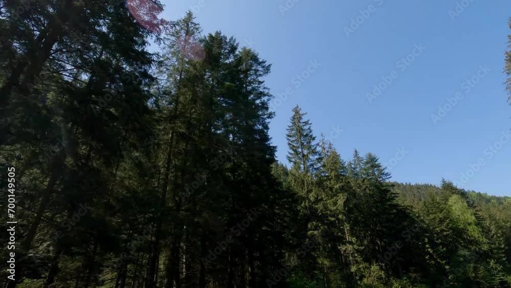 Twisted mountain road with high trees on both sides