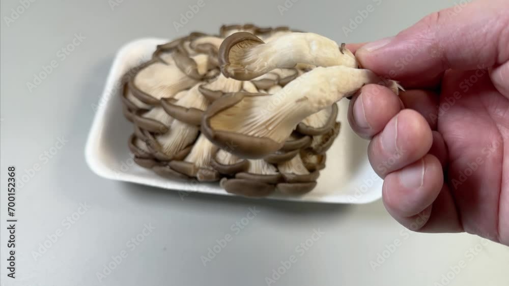 Separate oyster mushrooms in hand above the same mushrooms bunch