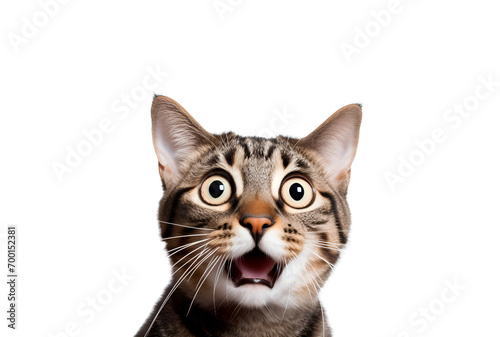 Big-eyed cat appears crazy in a close-up of its surprised look, Isolated on Transparent Background, PNG