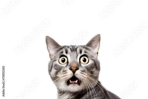 Close-up of a surprised cat with big eyes looking crazy, Isolated on Transparent Background, PNG