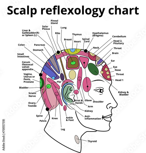 scalp reflexology chart, head reflexology chart photo