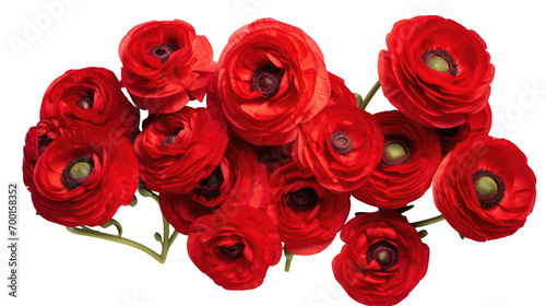 Red ranunculus flowers on white background