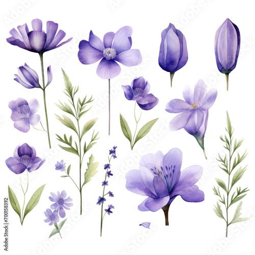 Watercolor violet flowers clipart  photo